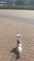 Dog Adorably Howls at Passing Fire Truck