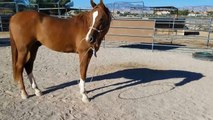 Arabian Horse Twirls a Lasso