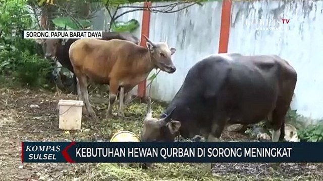 Jelang idul adha, penjualan hewan kurban di kota Sorong Papua Barat Daya mengalamipeningkatan