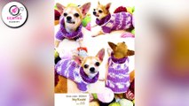 40 Sewing Dog Clothes Projects | 40 Dog Clothes DIY Ideas