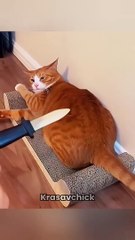 #cats#dogs#meme#animals#funnyvideo #funny #hopecore