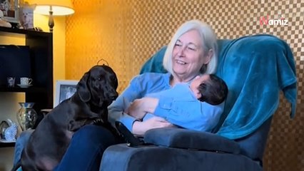 Ce chien proteste contre le nouvel arrivant dans la maison : 1,3M de personnes prennent son parti (vidéo)