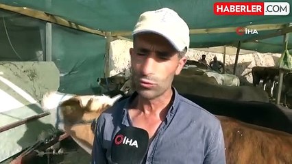 1 ton 50 kiloluk "Baron" isimli dana 215 bine satıldı