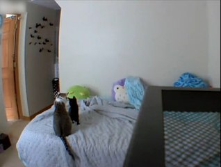 Cat Play-fighting Each Other Accidentally Falls Off Bed