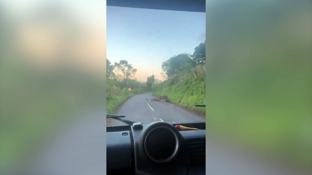 wildboars