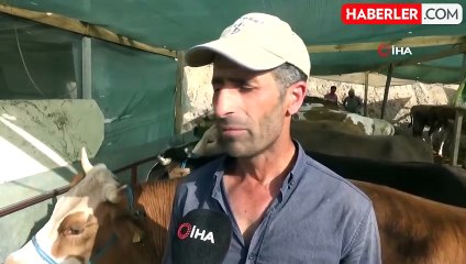 İzmir'deki kurban pazarında 1 tonluk dana 215 bin TL'ye satıldı