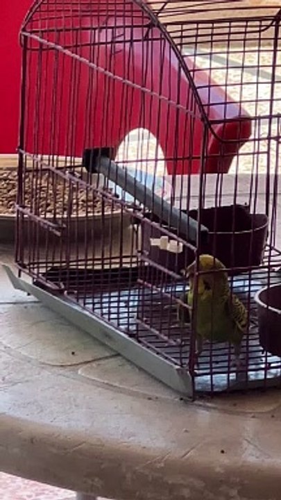 What parrot doing