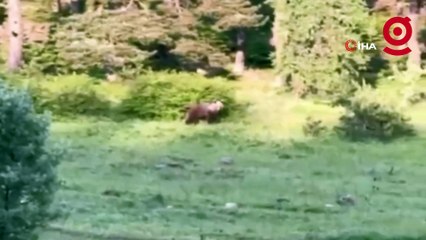 Ayıya havlayarak seslendi