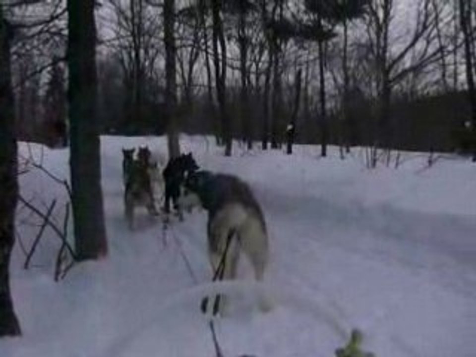 Nico, un des meilleurs chiens de mon attelage