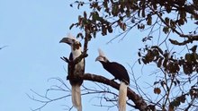 Spotted a -  couple during our evening cruise along the Kinabatangan river. These scarce residents along with the coveted Helmeted Hornbill are the rarest and al(
