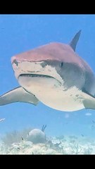 Shark deepsea #nature#viral#reel#shorts#funny#toptrending