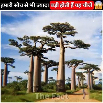 Things-That-Are-Bigger-Than-You-Think_1