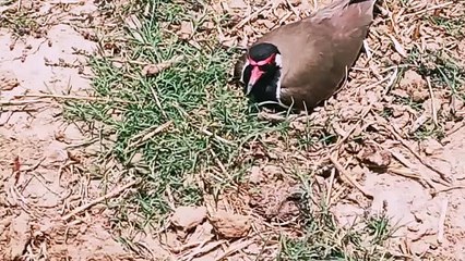 Titahari bird sound | titahari ke ande | #titodi | #titahari | #टिटहरी