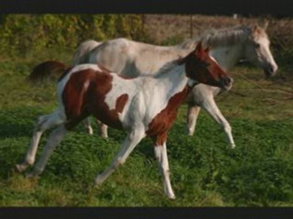 Les Chevaux Pie Alezan