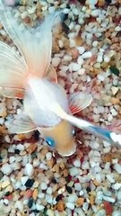 3d koi fish resin painting process