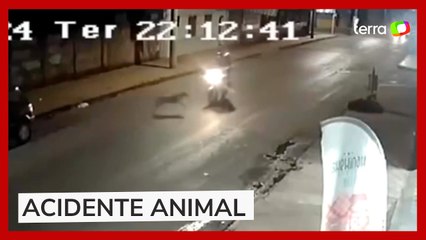 Casal é derrubado de moto por cachorro que corria atrás de gato em MG