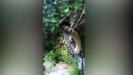 Cobra come morcego pendurada em árvore na Austrália