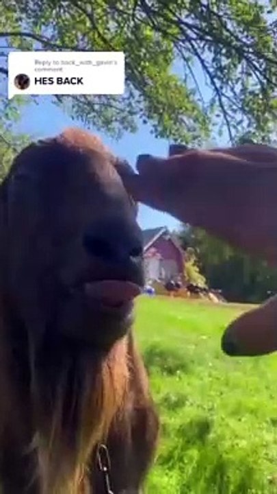 Funny video | funnyvideo