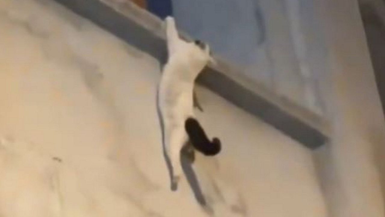 Mann rettet katze vor sturz aus drei stockwerken, indem er sie mit klappstuhl auffängt
