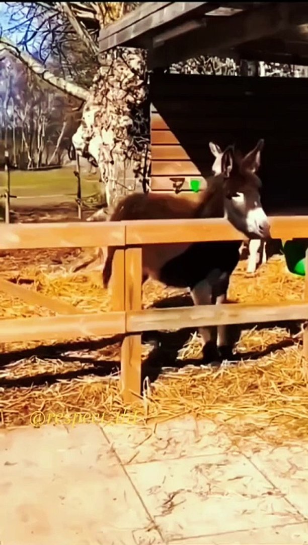 Funny video | funny