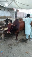 Cattle farm animals Vlog