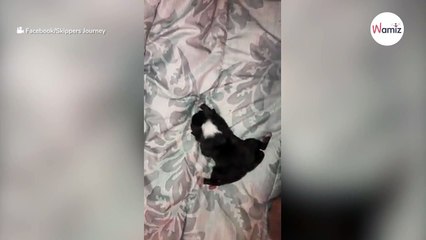 Cachorro nace con... cuando el veterinario ve sus patitas, empieza a gritar