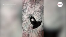 Cachorro nace con... cuando el veterinario ve sus patitas, empieza a gritar