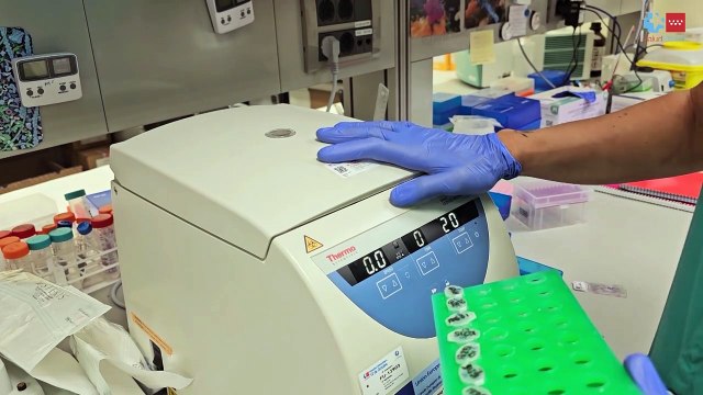 El Hospital 12 de Octubre prueba en modelos animales el primer CAR-T europeo contra tumores