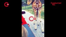 Bir zürafa, yeni yürümeye başlayan bir çocuğu alıp Teksas safari parkına bıraktı