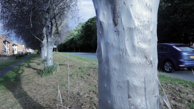 Caterpillar infestation covers Corby cherry trees in silk white webbing
