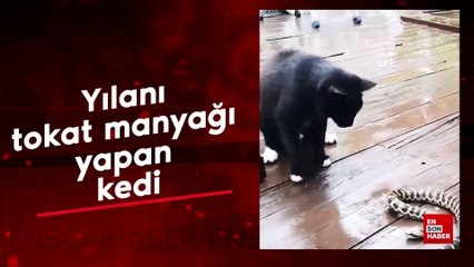 Yılanı tokat manyağı yapan kedi