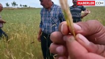 Yozgat Çiftçileri, Hububat Taban Fiyatını Eleştiriyor