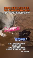 狗子被章魚哥的噴水擊退！The dog is repelled by Squidward's spray!