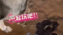 狗子被章魚哥的噴水擊退！The dog is repelled by Squidward's spray!