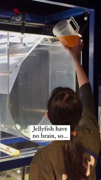 Follow for ocean facts & read HERE-Jellyfish have specialized cells called cnidocytes, which contain tiny ...led nematocysts. These cells help them detect chemical traces in the water from potential prey, triggering a response to c