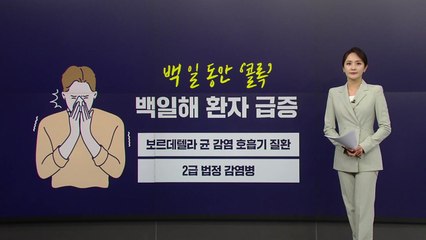발작성 기침 '콜록콜록'...'백일해' 감염 주의보 [앵커리포트] / YTN