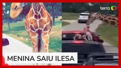 Criança é erguida por girafa durante safári nos Estados Unidos