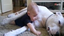 Dogo argentino se levanta de repente y deja a 3 millones de personas sin aliento