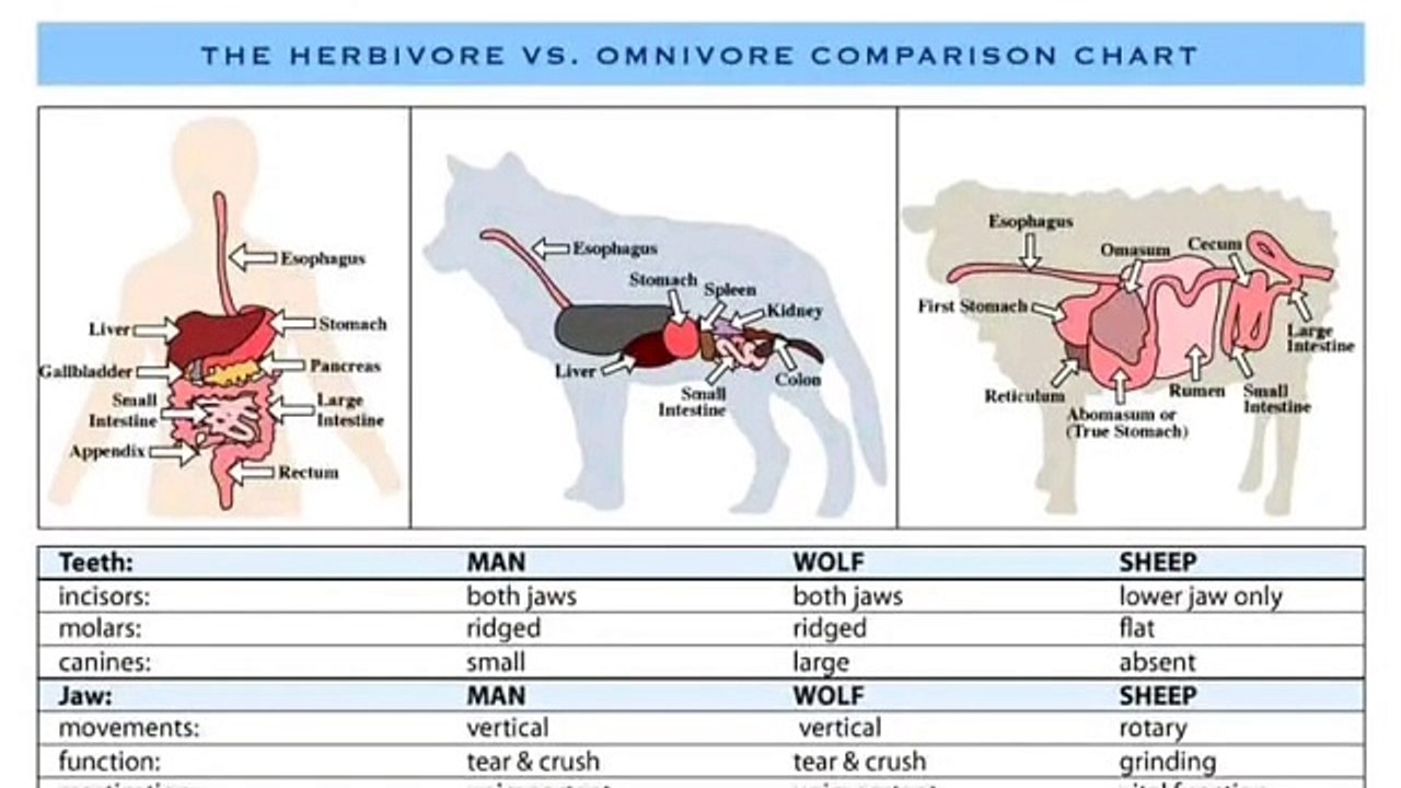 Comparisons between carnivores and herbivores