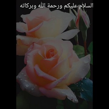 ROSES FLOWERS good morning | @everyone @Friends @Followers @highlights #everyone #highlights #Pakistan #india #afghanistan #friends #art #painting #fineart #oilpainting #shorts #short #arts #girl #boy