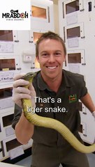 Extracting venom from poisonous snakes