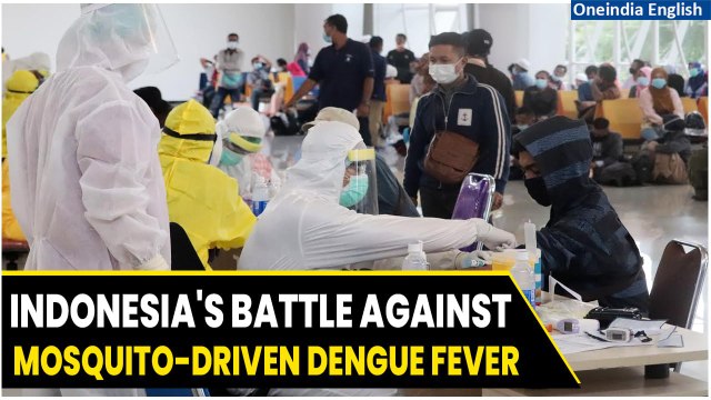 Indonesian Scientists Breed Bacteria-Carrying Mosquitoes to Combat Dengue Fever