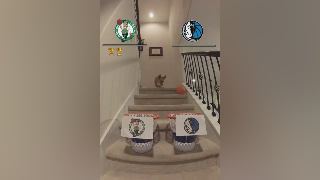 El famoso perrito predice el ganador de la NBA