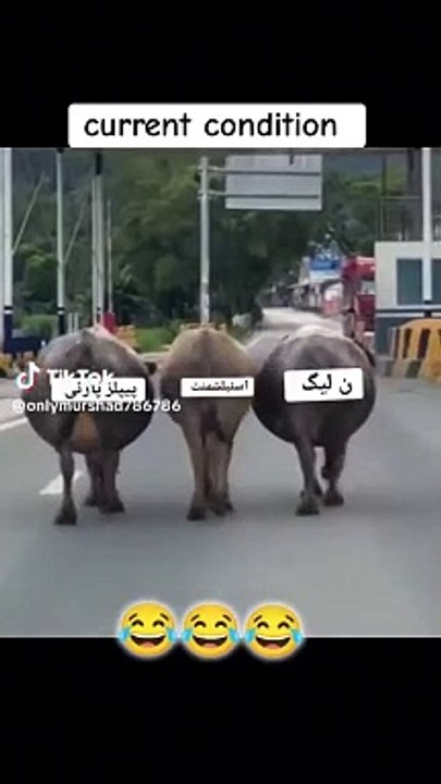 #reelsfb #pakistanicricketteam