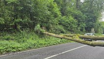 Rue Lessire, les arbres n’arrêtent pas de tomber : un jeune conducteur miraculé