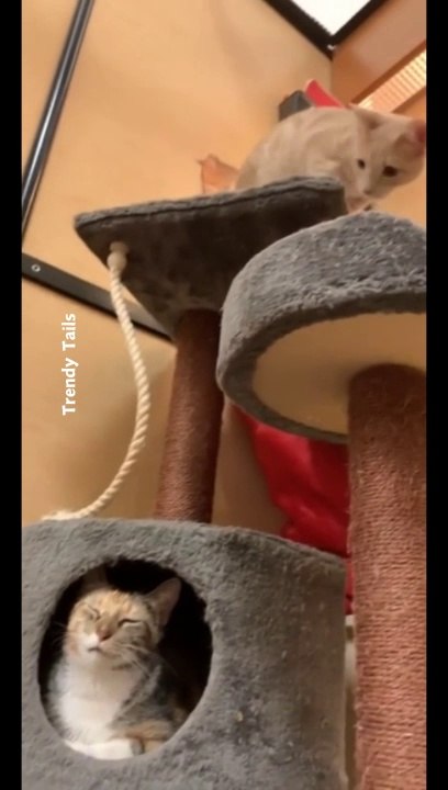 Supposed to be a cute cat