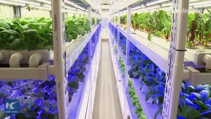 QuickTok - Chinese LED tech helps Qatar develop farming industry