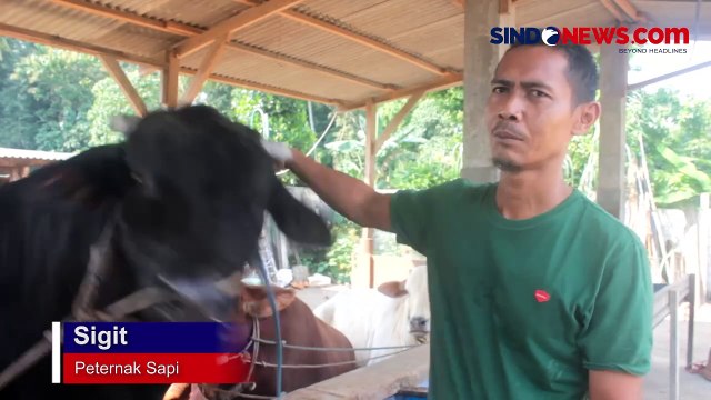 Bonbon, Sapi Kurban Jokowi yang Berbobot 920 Kg di Lampung