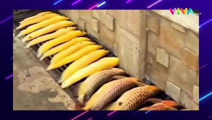 Rugi Ratusan Juta! Puluhan Ikan Arwana Mati Imbas 'Blackout'