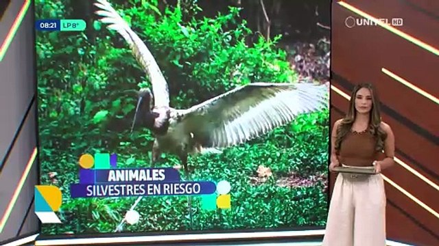 En menos de un mes, tres animales silvestres fueron asesinados en zonas tropicales del país